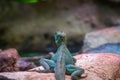 Iguana lizard dragon terrarium in zoo Barcelona