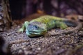 Iguana lizard dragon terrarium in zoo Barcelona