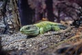 Iguana lizard dragon terrarium in zoo Barcelona