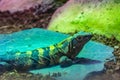 Iguana lizard dragon terrarium in zoo Barcelona