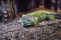 Iguana lizard dragon terrarium in zoo Barcelona