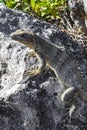 Iguana lizard gecko reptile on rock stone ground in Mexico