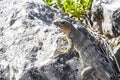 Iguana lizard gecko reptile on rock stone ground in Mexico
