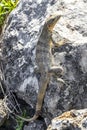 Iguana lizard gecko reptile on rock stone ground in Mexico