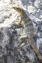 Iguana lizard gecko reptile on rock stone ground in Mexico