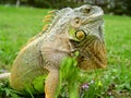 Iguana lizard - green reptile Royalty Free Stock Photo