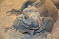 Iguana lizard head close up Royalty Free Stock Photo