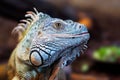 Iguana Royalty Free Stock Photo