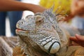 iguana lizard head with multi color scale in close up Royalty Free Stock Photo