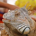 iguana lizard head portrait with multi color scale in close up Royalty Free Stock Photo