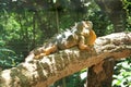 Iguana lizard in its natural habitat. Royalty Free Stock Photo