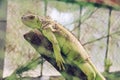 Iguana lizard lies on a tree trunk on a green natural background. Photography of lizards