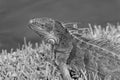 iguana lizard outdoor. closeup photo of iguana lizard. iguana lizard reptile. iguana lizard