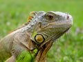 Iguana lizard - reptile Royalty Free Stock Photo