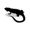 Iguana lizard reptile black silhouette animal