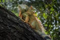 Iguana lizard reptile climbing on tree branch in Key west, Florida Royalty Free Stock Photo