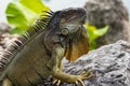 Iguana is a lizard reptile in the Iguana in the iguana family. And in the subfamily Iguanidae.