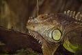 Iguana lizard reptile in zoo park. Wildlife and fauna. Iguana lizard reptile. Wild animal and wildlife. Animal in zoo. Copy space Royalty Free Stock Photo