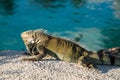 Iguana Lizard resting on hot rocks near the water edfe Royalty Free Stock Photo