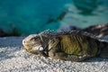 Iguana Lizard resting on hot rocks near the water edfe Royalty Free Stock Photo