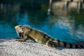 Iguana Lizard resting on hot rocks near the water edfe Royalty Free Stock Photo