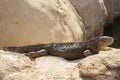 Iguana lizard resting on a rocky surface Royalty Free Stock Photo