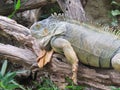 Iguana, lizard resting on trunk fallen in the shade Royalty Free Stock Photo