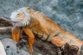 Iguana lizard sits on a branch Royalty Free Stock Photo