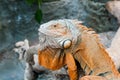 Iguana lizard sits on a branch Royalty Free Stock Photo