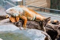 Iguana lizard sits on a branch Royalty Free Stock Photo