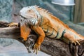 Iguana lizard sits on a branch Royalty Free Stock Photo