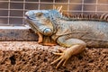 Iguana or lizard on stone Royalty Free Stock Photo