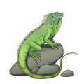 Iguana lizard on a stone illustration