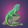 Iguana lizard on a stone illustration