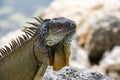 Iguana lizard on a stone. Iguana is a lizard reptile in the Iguana in the iguana family. And in the subfamily Iguanidae.