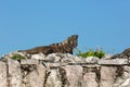 Iguana lizard in Tulum complex, Yucatan, Mexico Royalty Free Stock Photo
