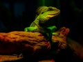 Iguana lizard zoo Royalty Free Stock Photo