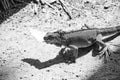 iguana lizard at zoo. iguana lizard in nature. photo of iguana lizard reptile. iguana lizard outdoor Royalty Free Stock Photo