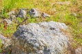Iguana lizards on a hot stone in tropical nature Mexico
