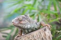 Iguana lizards