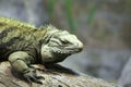 Iguana on Log