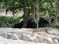 Iguana looking over Gran Cenote in