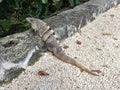 Iguana looking over Gran Cenote in