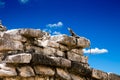 Iguana on Mayan Ruins