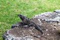 Iguana on Mayan Ruins