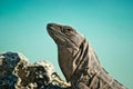 Iguana Royalty Free Stock Photo