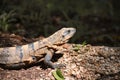 Iguana of Mexico