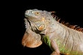 Iguana from mexico profile portrait detail macro Royalty Free Stock Photo