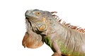 Iguana from mexico profile portrait detail macro