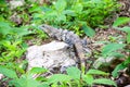 Iguana in Mexico Yucatan wildlife Royalty Free Stock Photo